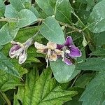 Lycium chinense Flower