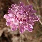 Scabiosa columbaria Flor