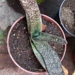 Gasteria excelsa Hostoa