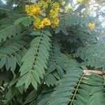 Senna spectabilis List