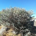 Adenocarpus hispanicus ᱛᱟᱦᱮᱸ