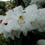 Rhododendron decorum Flor