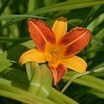 Hemerocallis minor Flors