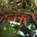 Quassia amara Blomma