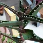 Aloe ciliaris Folha