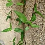 Commelina erecta Blad