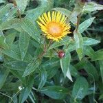 Inula salicina Fula