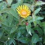 Inula salicina Flower