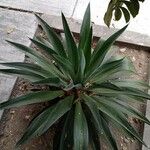 Agave demeesteriana Feuille