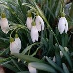 Galanthus plicatus Kvet