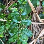 Zanthoxylum caribaeum Leaf