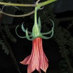 Canarina canariensis Flower