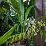 Coelogyne trinervis Yeri