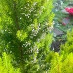 Erica arborea Žiedas