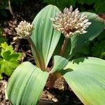 Allium karataviense 葉