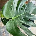 Monstera deliciosa Blad