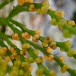 Psilotum nudum Leaf