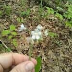 Cynoglossum virginianum Fleur