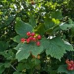 Viburnum trilobumFruit