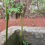 Ophioglossum reticulatum Blad