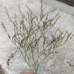 Limonium carolinianum Vekstform
