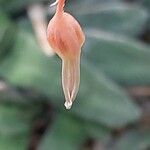 Gasteria pillansii