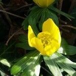 Eranthis hyemalisFlower