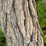 Vachellia nilotica 樹皮