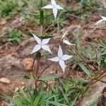 Conostomium quadrangulare Blomma