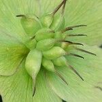 Helleborus viridis Other