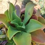 Aeonium nobile Leaf