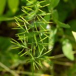 Catapodium rigidum Flor