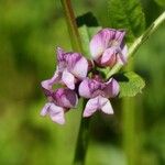 Vicia sepiumVirág