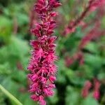 Bistorta amplexicaulis Flower