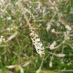 Aloysia gratissima Λουλούδι