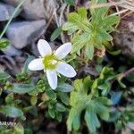 Arenaria ciliata Folla