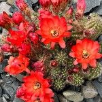 Echinopsis huascha Hoja