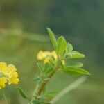 Trigonella emodi Plante entière