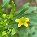 Ranunculus sceleratusFlower