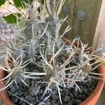 Tephrocactus articulatus Deilen