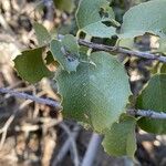 Prunus ilicifolia ഇല