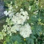 Filipendula ulmaria花