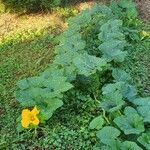 Cucurbita moschata Buveinė