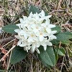 Daphne blagayana 花