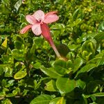 Barleria repens Квітка