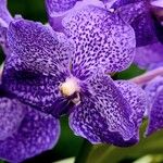 Vanda coerulescens Flor