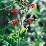 Dianthera candicans Flower