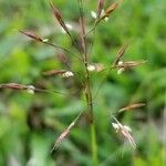 Chrysopogon aciculatus Blüte