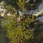 Arceuthobium azoricum その他の提案