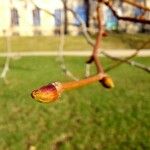 Platanus × hispanica Övriga